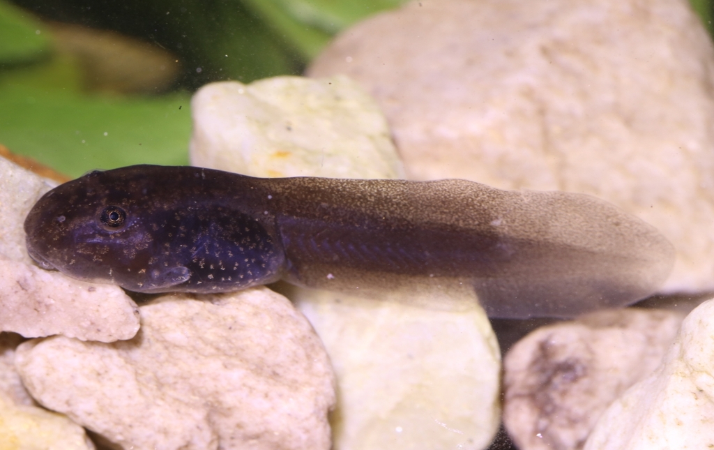 Van Dijk's River Frog