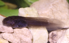 Van Dijk's River Frog photo 1