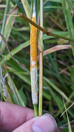Botanophila phrenione