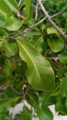 Capurodendron