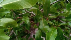 Capurodendron