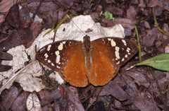 Aterica rabena