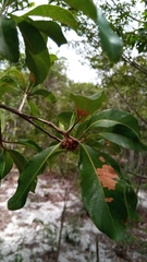 Capurodendron