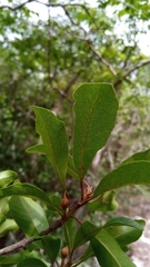 Capurodendron