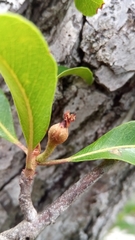 Capurodendron