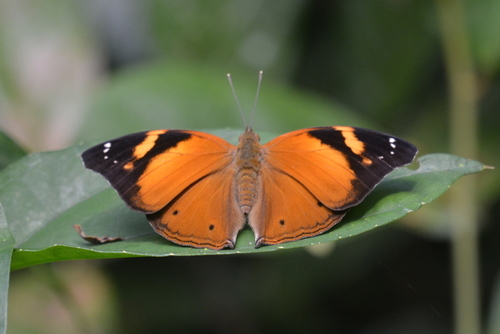 Doleschallia bisaltide