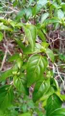 Oplonia