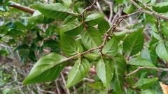 Oplonia