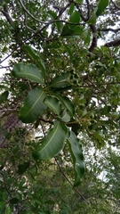 Rauvolfia