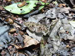 Catuna oberthueri