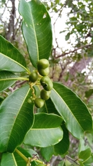 Rauvolfia