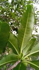 Rauvolfia