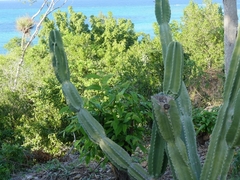 Cereus