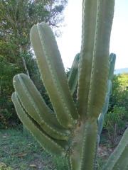 Cereus