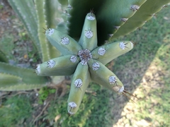 Cereus