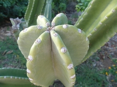 Cereus