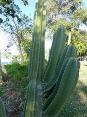 Cereus