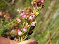 Erica phillipsii