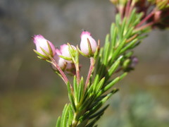 Erica phillipsii