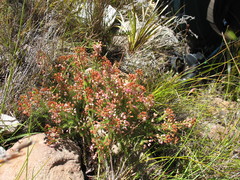 Erica phillipsii
