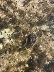 Dolabrifera nicaraguana