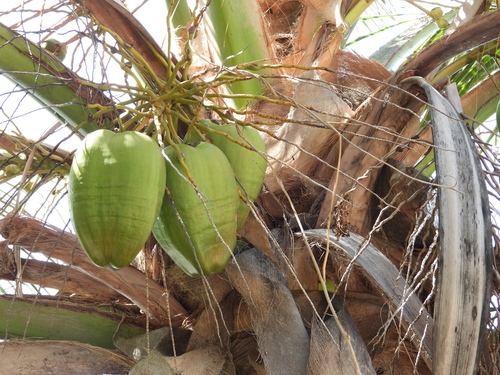 Cocos nucifera image