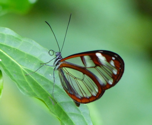 Vicina Clearwing