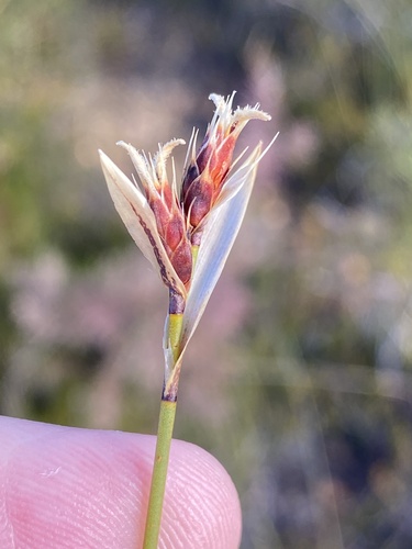 white-awn pineapplereed (Hypodiscus alboaristatus)