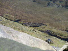 Parablennius parvicornis