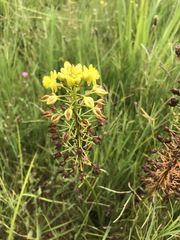 Bulbine capitata