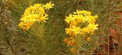 Euryops rehmannii