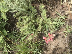 Indigofera oxytropis