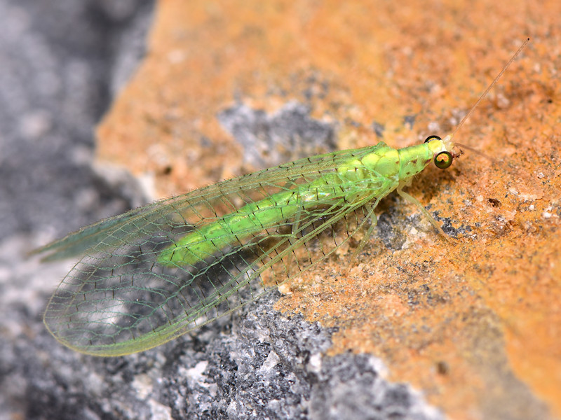 Apertochrysa flavifrons
