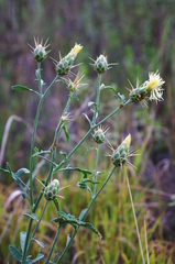 Centaurea salonitana