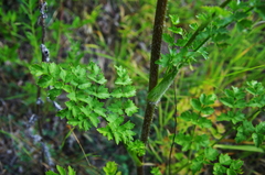Silphiodaucus hispidus
