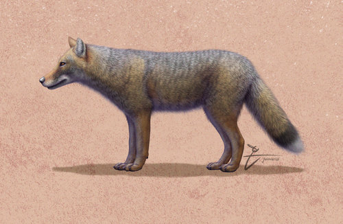 Argentinean Warrah (Dusicyon avus) — Extinct Mammalia