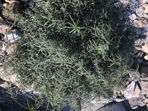 Debregeasia orientalis iNat (3)