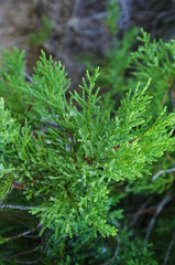 Juniperus foetidissima