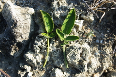 Salvia ringens