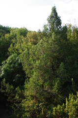 Juniperus foetidissima