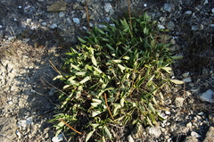 Salvia ringens