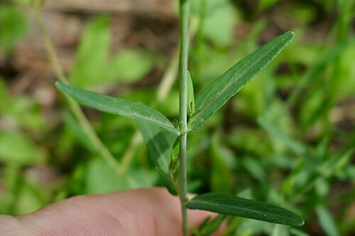 Image of Toadflax-Leaved St John's-Wort (Hypericum linariifolium) by no rights reserved