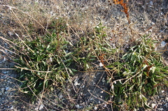 Salvia ringens