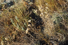 Jurinea stoechadifolia