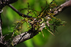 Arceuthobium oxycedri