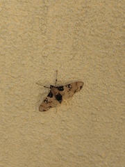 Azochis