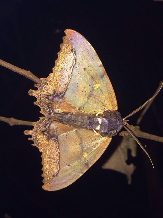 Pterocyclophora