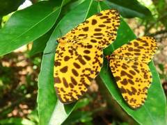 Epobeidia tigrata tigrata