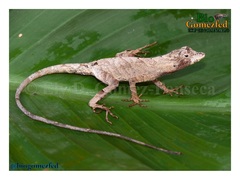 Anolis planiceps