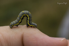 Lycia alpina